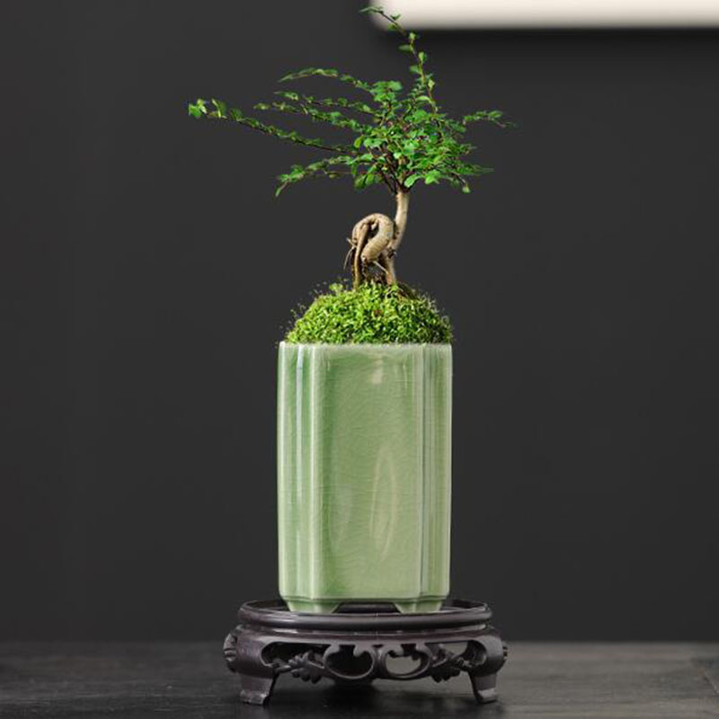 Bonsai Garden Art - Porselen Kare Seladonlar Sırlı Orkide Saksı